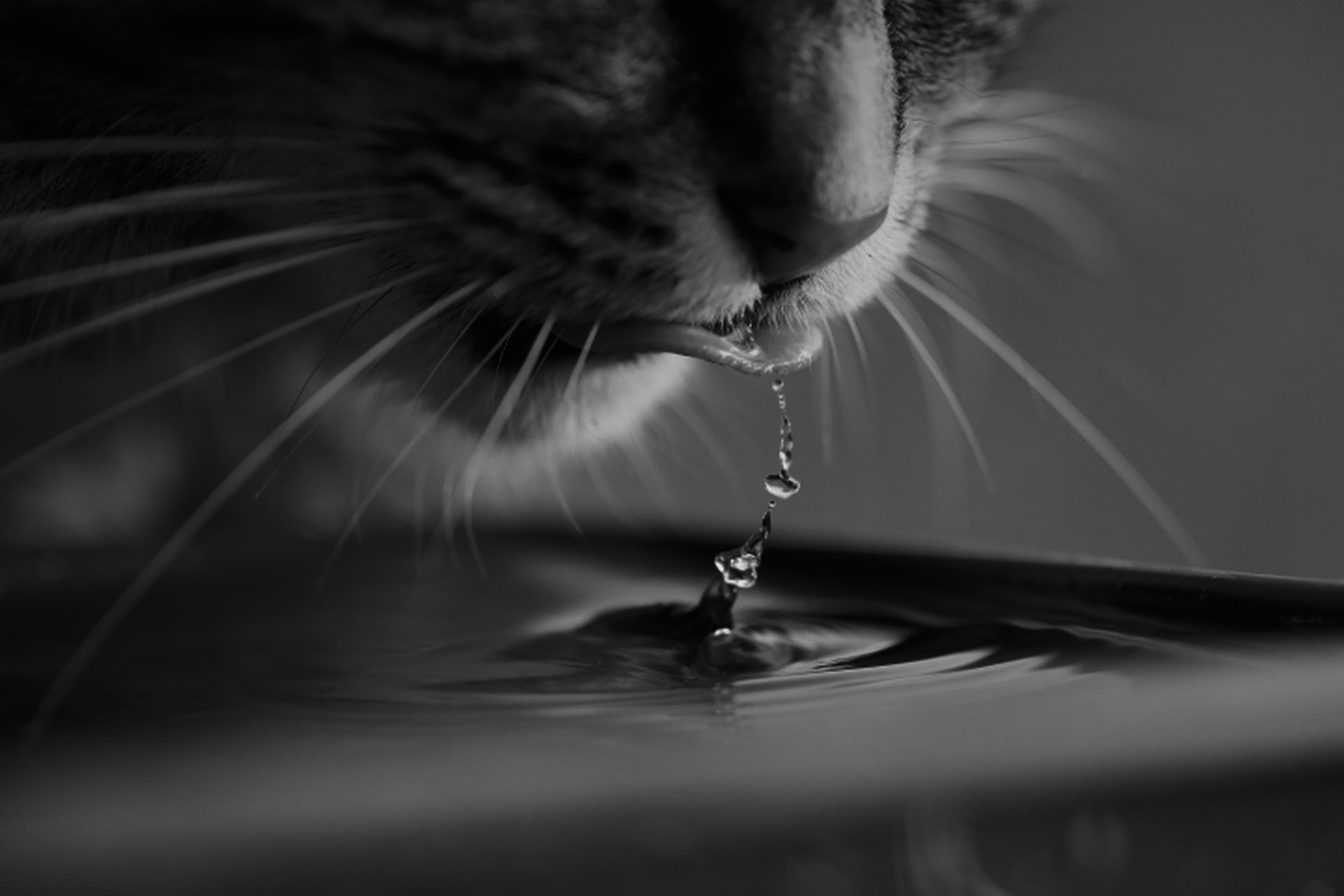What to Look for When Buying a Cat Water Fountain