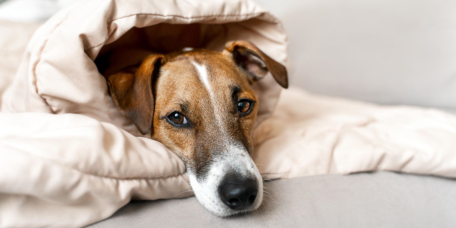 Home Remedies and Care Strategies for a Coughing Canine